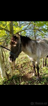 Pony valášek - 2