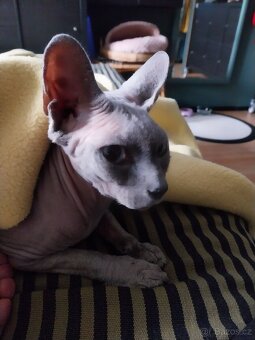 SPHYNX KOCOURA I STARŠÍHO - 2