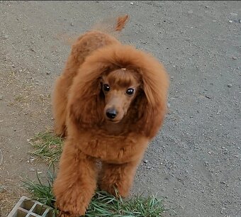 Pudl toy , pudlík, poodle toy s pp - 2