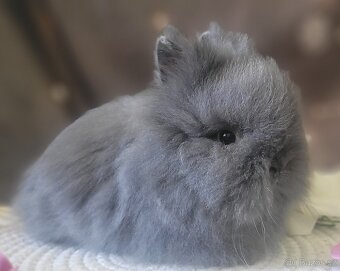 Zakrslý králík teddy - 2