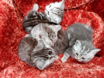 Britský kocourek whiskas tygřík - 2