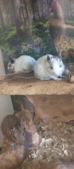 Osmák degu - 2