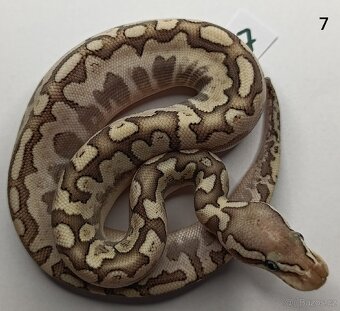 Krajta královská/ Python regius - 2