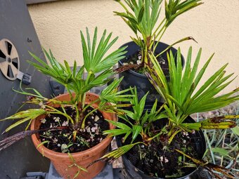 Trachycarpus wagnerianus,fortunei... - palma - 2