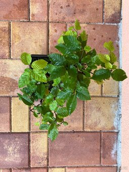 Bonsai, Bonsaj, jamadori, habr - 2