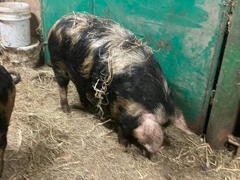 Vykrmené prase na zabiti 2ks, prasnice na chov i březí - 2
