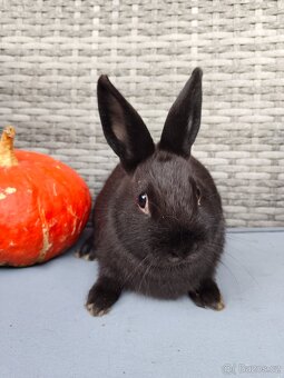 Zakrslý králík, králíček, standart, samička, černá - 2