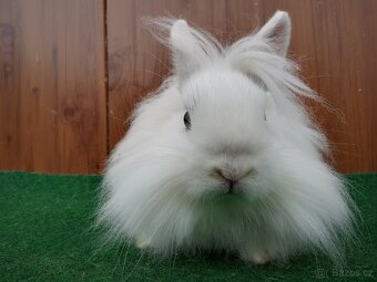 Zakrslý sameček s teddy genem - 2