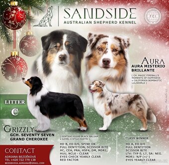 Australský ovčák s průkazem původu - 2