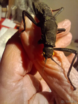 Strašilky ďábelské (Peruphasma schultei) - 2