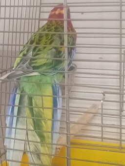 Rosela pestrá bělokřídlá straka 1.0 - 2