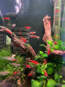 Živorodka Endlerova – Santa Maria - 2