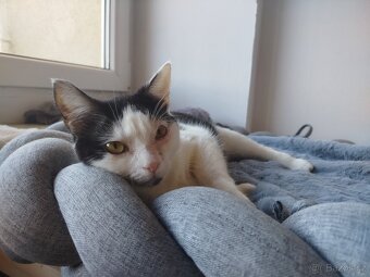 Kajdinka hledá domov - 2