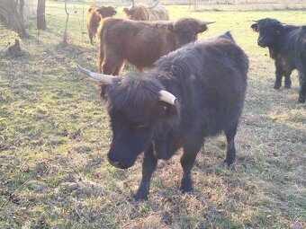 Kráva highland - 2