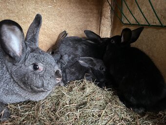 Prodám samici s kralicaty - 2