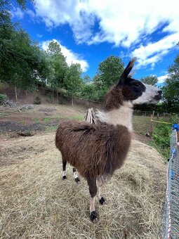 Lama krotká - samec - 2