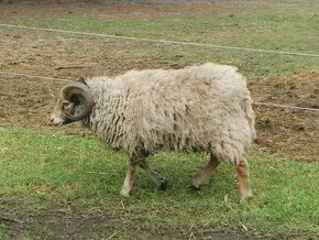 Quessantské ovce - 2