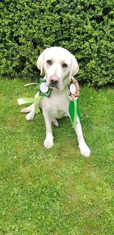Štěňata Labradorského retrievera s PP FCI - 2