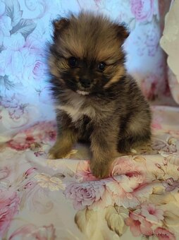 Pomeranian boo - 2