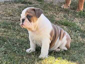 Anglicky Bulldog-fenka - 2