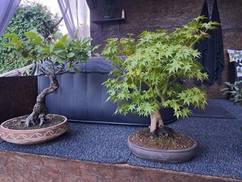 Bonsaj,bonsai Olše - 2