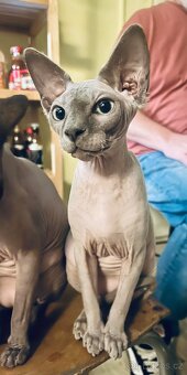 Kanadský Sphynx - dva kluci - 2
