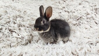 Zakrslý králík, králíček -(REX)-DAISY - 2
