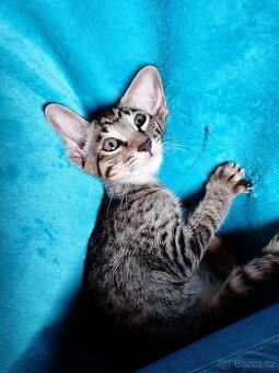 Orientální koťata - 2