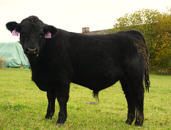Prodáme plemenné býky AA - 2