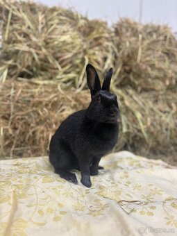 Zakrslý králík s pp - Pocahontas - 2