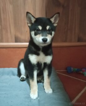 Shiba inu štěňata jen fenky. - 2
