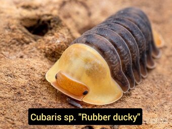 Stinky - isopody - 2