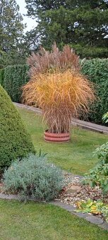 Ozdobnice čínská - 2