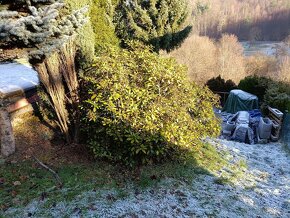 Rododendron - 2