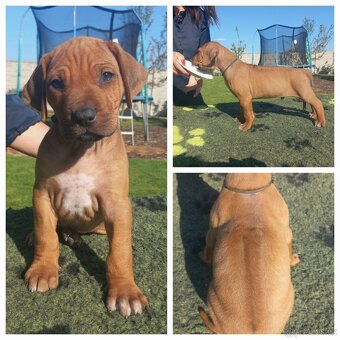 Chs Maisha Mazuri - Rhodesian ridgeback - 2