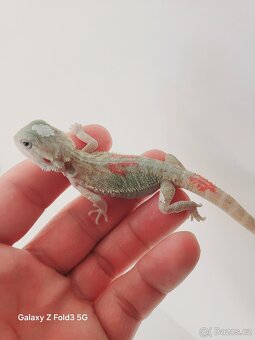 Agama vousatá , Zero - 2