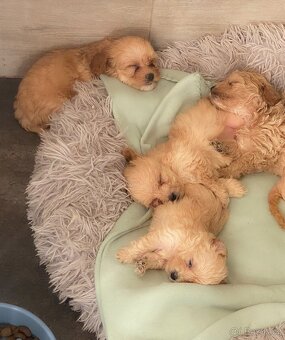 Štěňata maltipoo na prodej, maltézský toy pudl s PP - 2