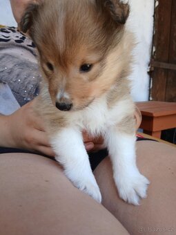 Sheltie Šeltie s PP - 2
