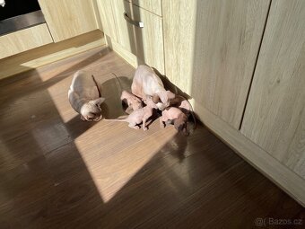 Kanadský sphynx - 2