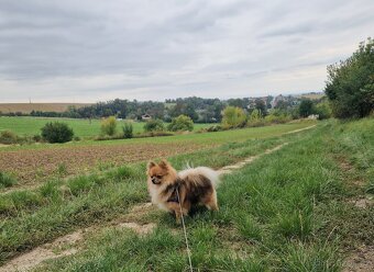 Pomenian-špic - 2