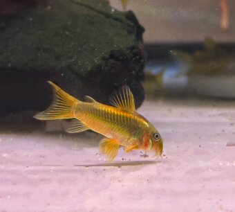 Corydoras gold laser - cw010 - 2