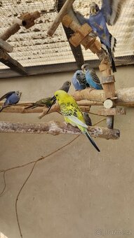 Andulka vlnkovaná - 2