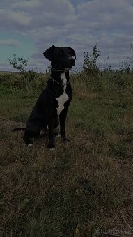 Prodej psa kříženec - 2