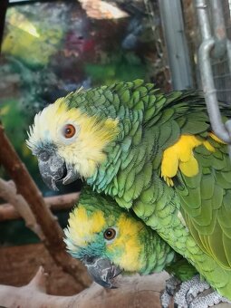 Amazoňan modročelý . - 2