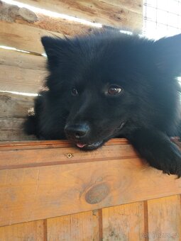 Velký špic - černý s PP - 2