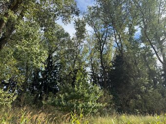Prodej lesního pozemku k.ú. Vrchovina - 2