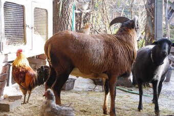 Kamerunská ovce s jehňaty - 2