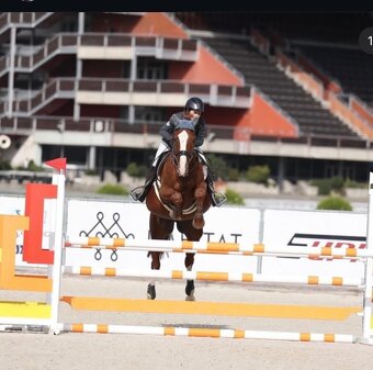 Líbivý, charakterní valach - 2