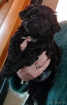 Bišonek (Havaňáček),maličká barevná štěňátka - 2