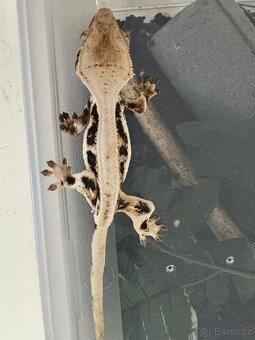 Pagekon řasnatý- Correlophus ciliatus - 2